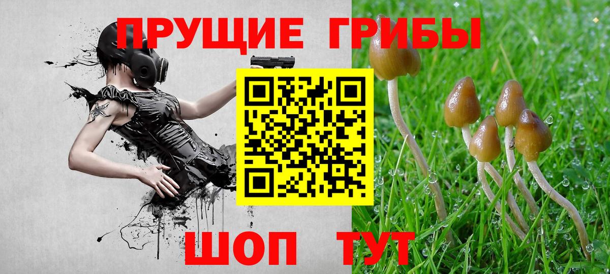 Галлюциногенные грибы Psilocybe Ноябрьск